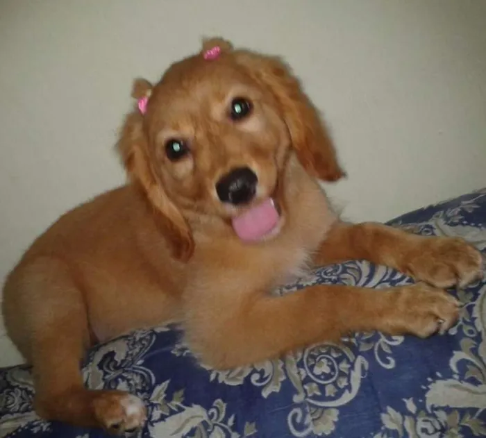 Cachorro ra a Golden idade 2 a 6 meses nome Shakira
