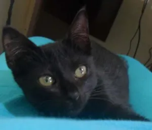 Gato raça SRD idade 2 a 6 meses nome Negra Li