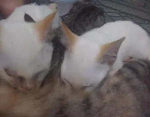 Gato raça  idade 2 a 6 meses nome Sem nome 