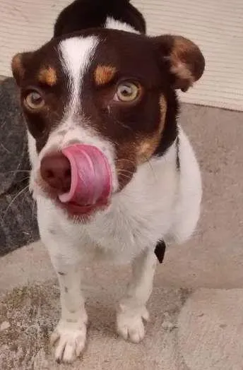 Cachorro raça mestiça idade 2 anos nome Maios / Fiona