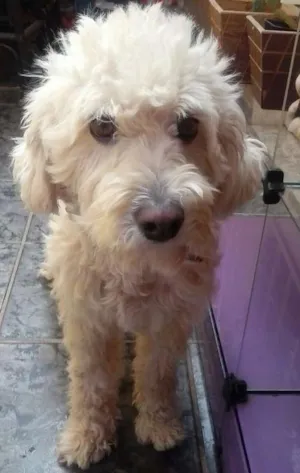 Cachorro raça Poodle idade 6 ou mais anos nome Branquinho e Negão