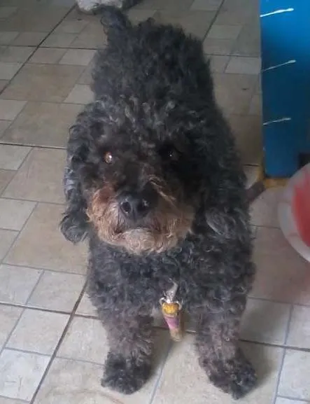 Cachorro raça Poodle idade 6 ou mais anos nome Branquinho e Negão