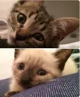 Leo & Cookie (Adoçã