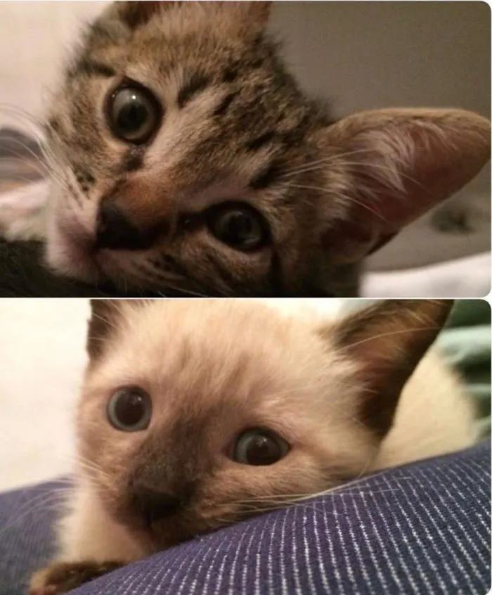 Gato ra a Tigrado e Siamês  idade Abaixo de 2 meses nome Leo & Cookie (Adoçã