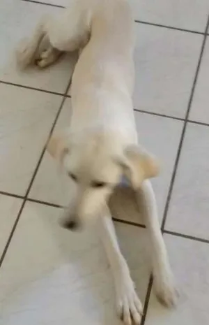 Cachorro raça Sem raça definida SRD idade 7 a 11 meses nome Lua