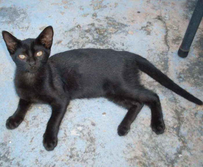 Gato ra a  idade 2 a 6 meses nome Sem nome 