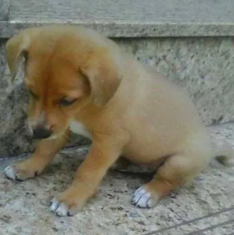 Cachorro ra a SRD idade 2 a 6 meses nome bebes valeria