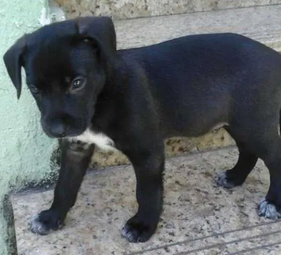 Cachorro ra a SRD idade 2 a 6 meses nome bebes valeria