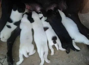 Cachorro raça Viralata idade Abaixo de 2 meses nome Sem nome ainda