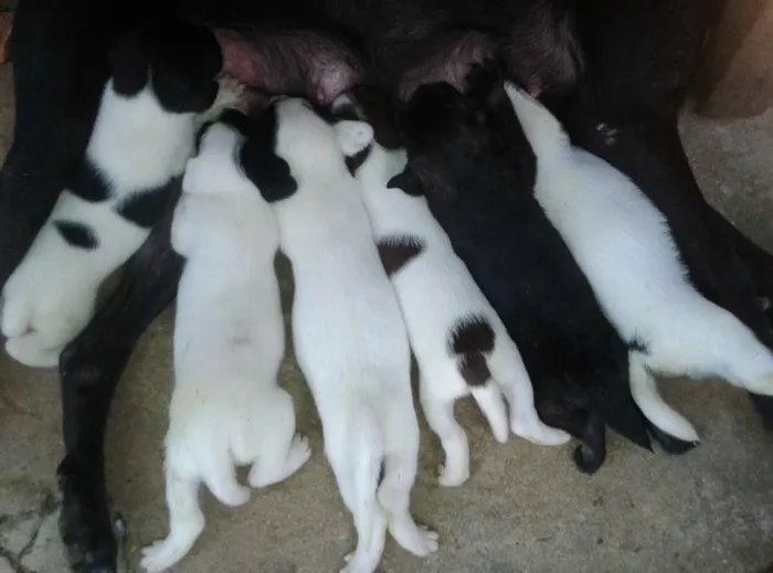 Cachorro ra a Viralata idade Abaixo de 2 meses nome Sem nome ainda