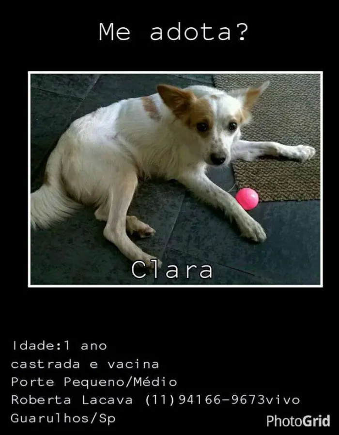 Cachorro ra a SRD idade 1 ano nome Clara