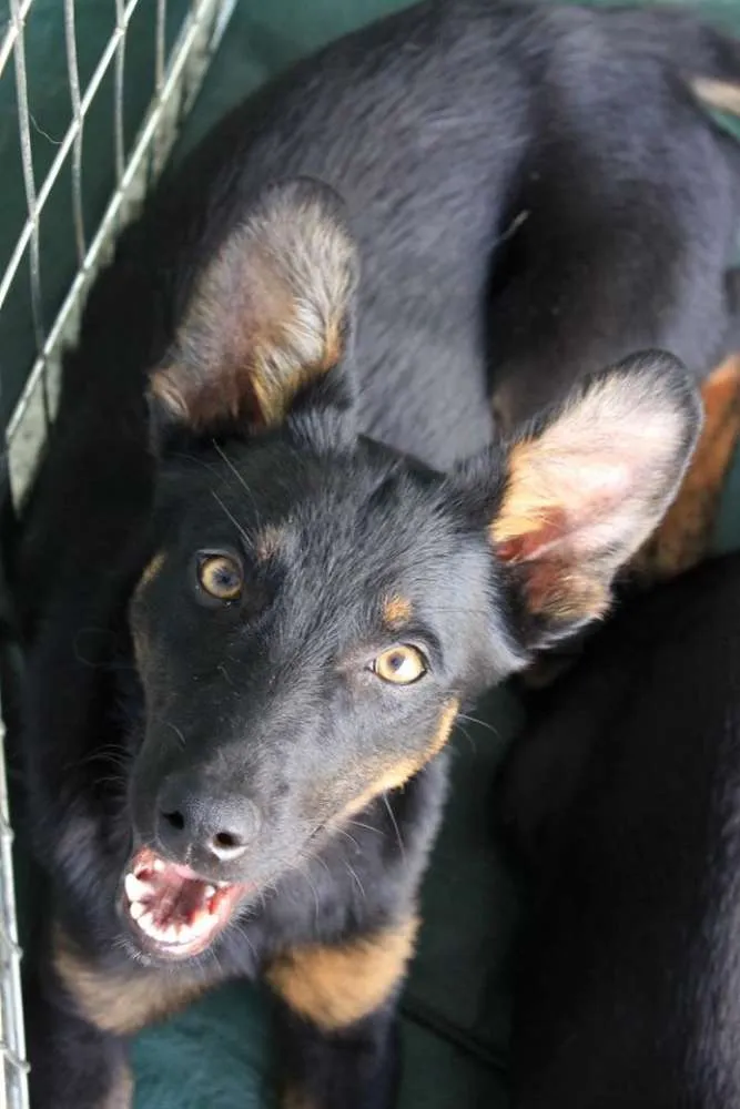 Cachorro ra a SRD idade 7 a 11 meses nome Lobinha