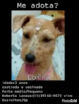 Loira