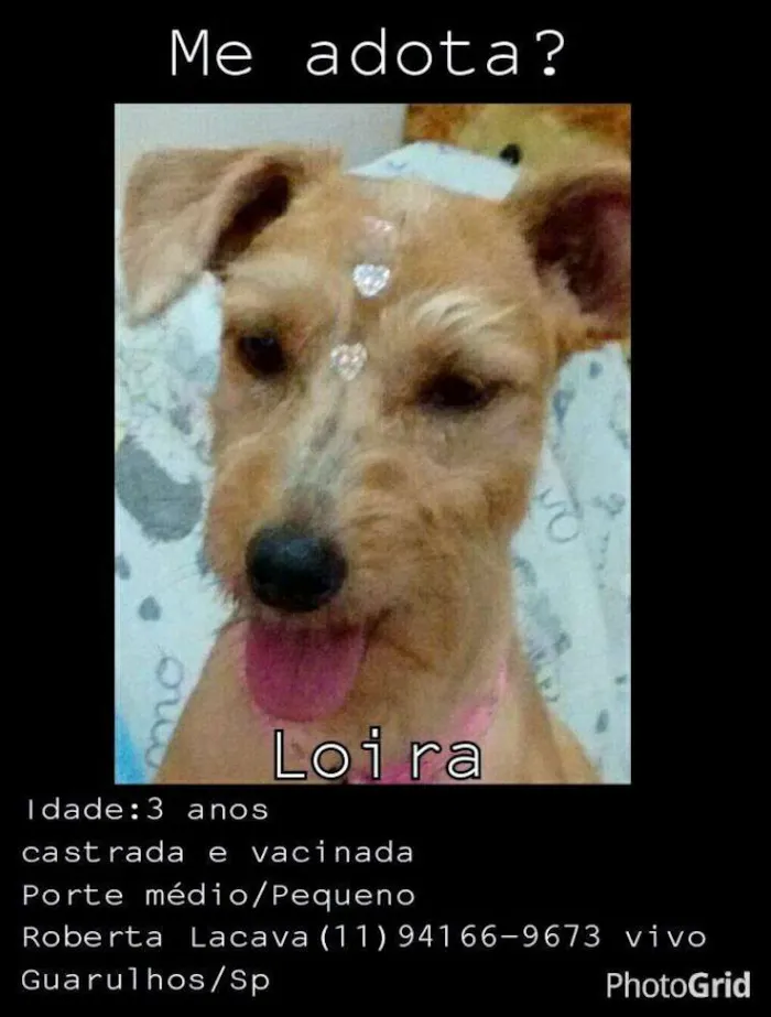 Cachorro ra a SRD idade 3 anos nome Loira