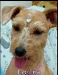 Loira