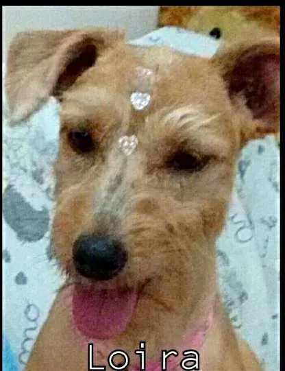 Cachorro ra a SRD idade 3 anos nome Loira