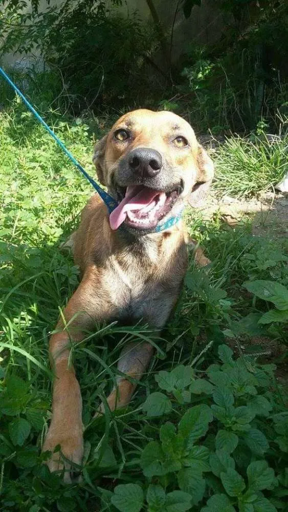 Cachorro ra a srd idade 2 anos nome Malu