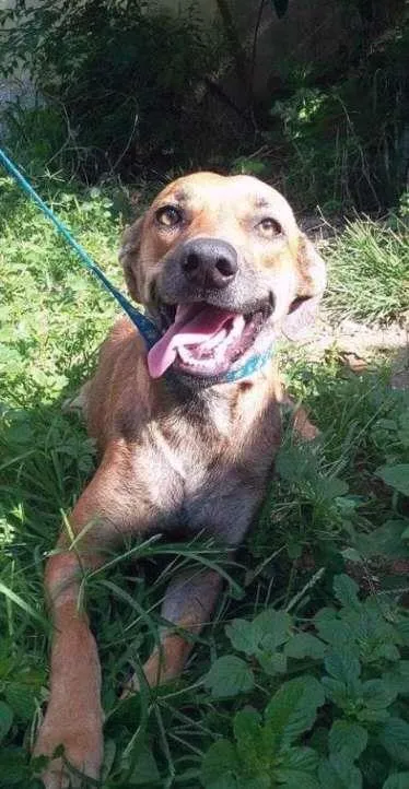 Cachorro ra a srd idade 2 anos nome Malu