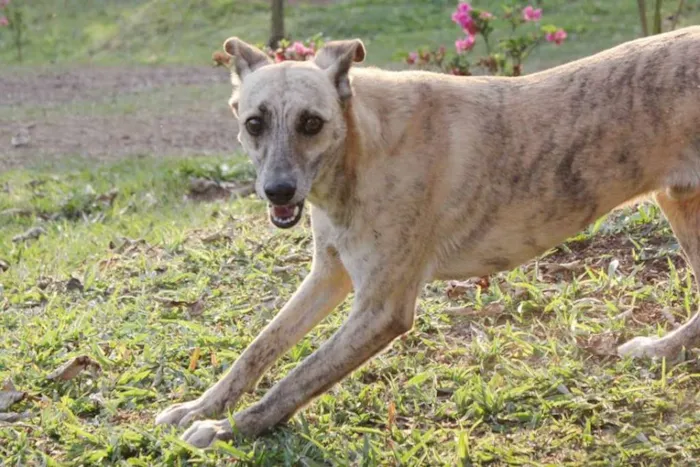 Cachorro ra a SRD idade 4 anos nome Marquês
