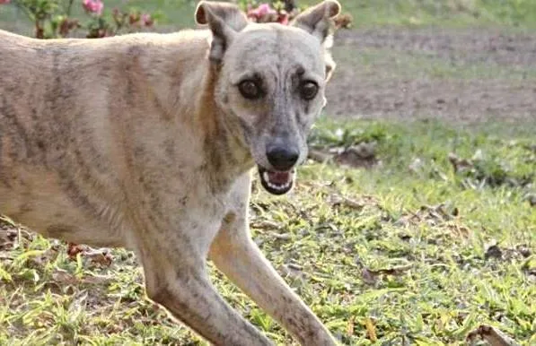 Cachorro ra a SRD idade 4 anos nome Marquês