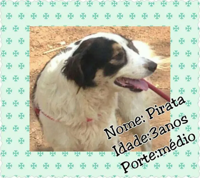 Cachorro ra a SRD idade 3 anos nome Pirata
