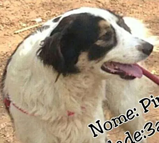 Cachorro ra a SRD idade 3 anos nome Pirata