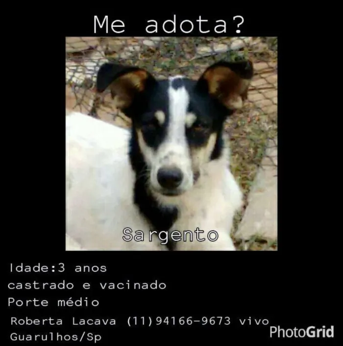 Cachorro ra a SRD idade 3 anos nome Sargento