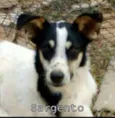 Sargento