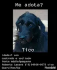 Tico