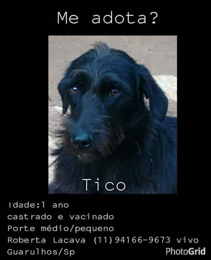 Cachorro ra a SRD idade 1 ano nome Tico