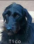 Tico