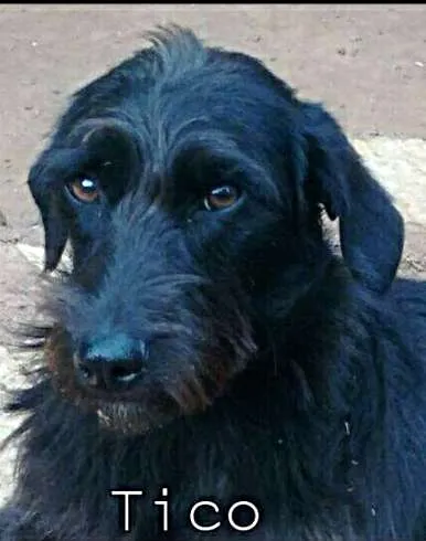 Cachorro ra a SRD idade 1 ano nome Tico