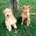 Thor / Molly