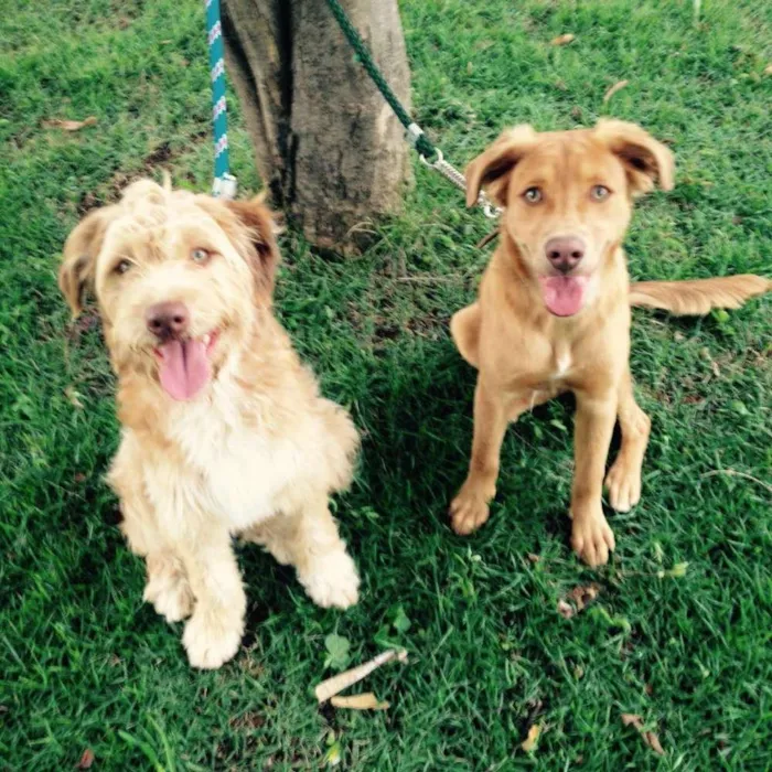 Cachorro ra a Mestiço idade 1 ano nome Thor / Molly