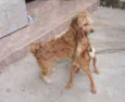 Thor / Molly