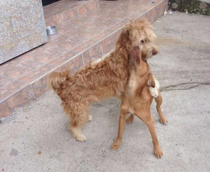 Cachorro ra a Mestiço idade 1 ano nome Thor / Molly