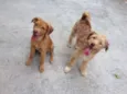 Thor / Molly