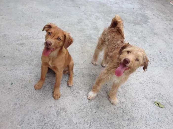 Cachorro ra a Mestiço idade 1 ano nome Thor / Molly