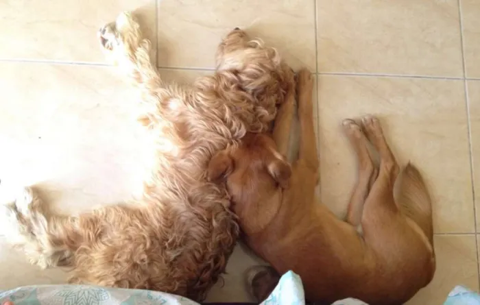 Cachorro ra a Mestiço idade 1 ano nome Thor / Molly