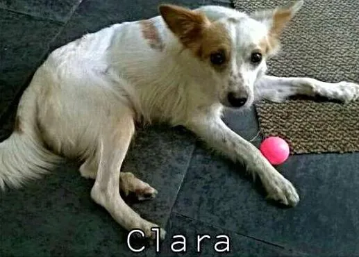 Cachorro ra a SRD idade 1 ano nome Clara