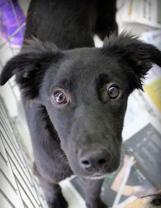 Cachorro ra a SRD idade 7 a 11 meses nome Lobão