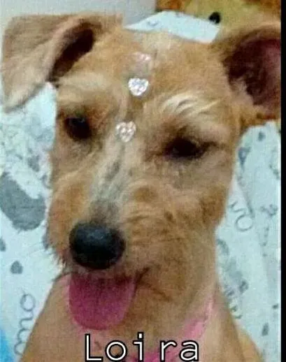 Cachorro ra a SRD idade 3 anos nome Loira