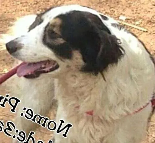 Cachorro ra a SRD idade 3 anos nome Pirata
