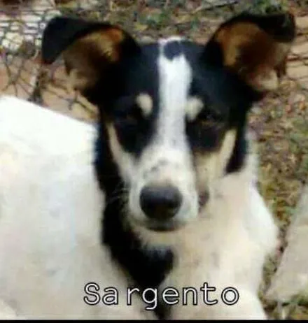 Cachorro ra a SRD idade 3 anos nome Sargento