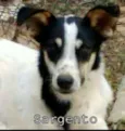 Sargento