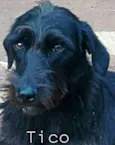 Tico