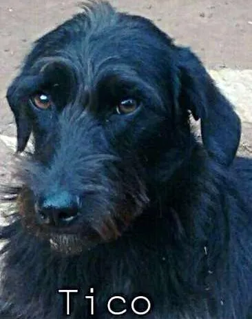 Cachorro ra a SRD idade 1 ano nome Tico