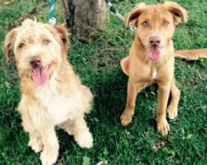 Cachorro raça Mestiço idade 1 ano nome Thor / Molly