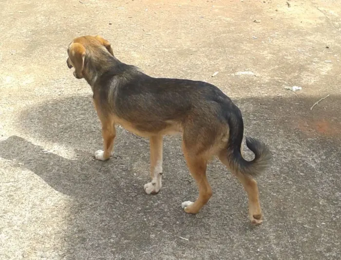 Cachorro ra a Vira-Lata idade 7 a 11 meses nome Leo
