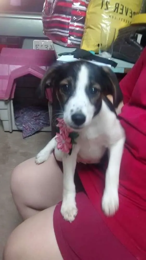 Cachorro ra a SRD idade 2 a 6 meses nome kriska